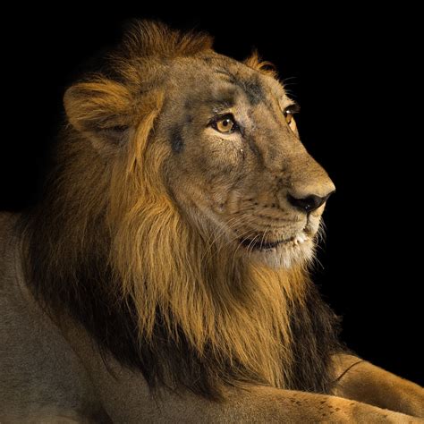 are lions native to china